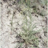 melitaea abbas turanchay hostplant